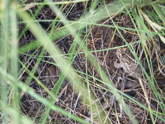 Spotting Image 1
