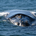 Southern Right Whale
