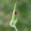 Lady Bugs!