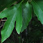 Sassafras