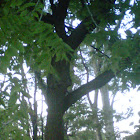 Black walnut