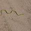 Northern Rough Greensnake