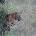 Sri Lankan Leopard