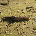 Gray garden slug