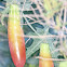 sessile leaved cucumber