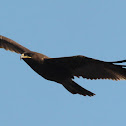 Indian Spotted Eagle