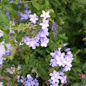 Plumbago