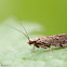 Small Moth