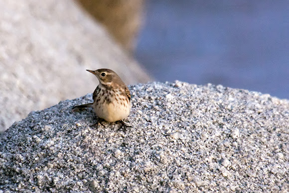 Spotting Image 1