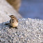 Zorzal ermitaño (Hermit Thrush)
