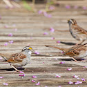 White-throated Sparrow