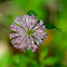 New York Ironweed