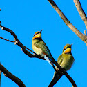 Rainbow Bee-eater