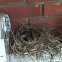 American Robin