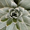 Mullein
