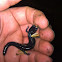 Western slimy salamander