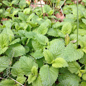 Mélisse officinale