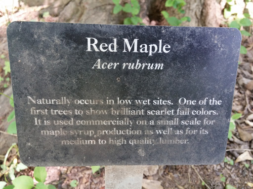 Red Maple Specimen