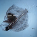 Rodabalo (gl), Rodaballo (es), Turbot (uk)