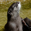 North American river otter