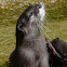 North American river otter