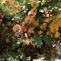 Rainbow Shower Tree