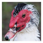 Muscovy Duck