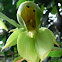 Catasetum