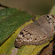 Grey Pansy