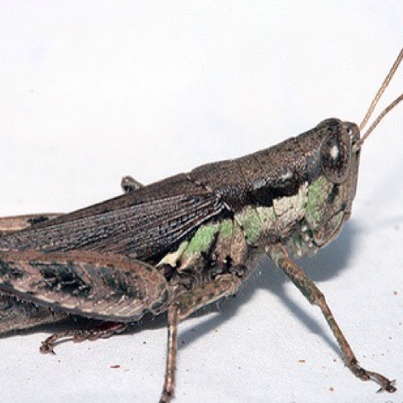 Spotting Image 1
