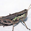 Melanoplus differentialis