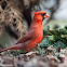 Northern Cardinal