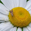 Coleophora Moth