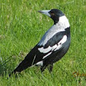 Australian Magpie