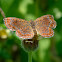 Swamp Metalmark