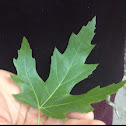 Maple