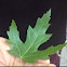 Maple