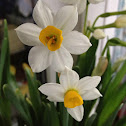 Daffodi