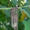 Faggot Case Moth