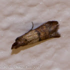Indian Meal Moth