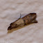 Indian Meal Moth