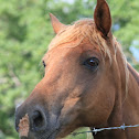 Horse (Quarter-Horse Mix)