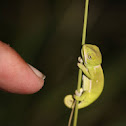 Flap-neck Chameleon
