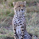 Cheetah