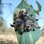 Sawfly Larva or 'Spitfire' Grubs