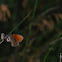 Kleine Ochsenauge, Dusky Meadow Brown