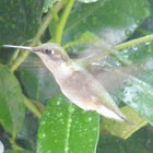 Ruby-throated Hummingbird (female)