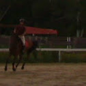 Mongoliath Horse