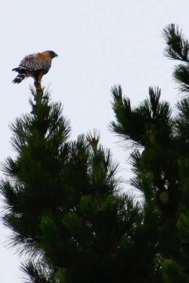 Spotting Image 1