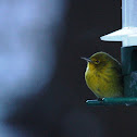 Orange-crowned Warbler